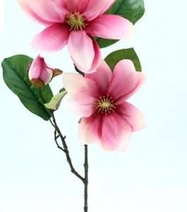 Magnolia vara h68cm