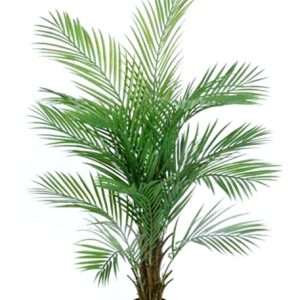 Palmera kentia h127cm