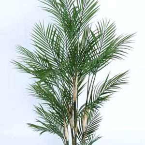 Palmera areca h150cm