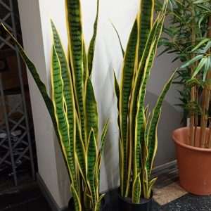 Sansevieria planta h112cm