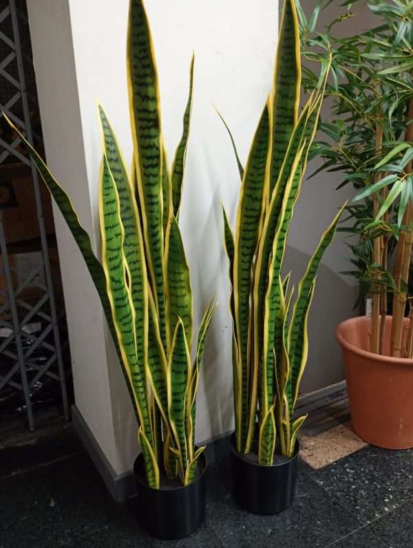 Sansevieria planta h112cm