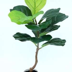 Ficus pandurata planta h50cm