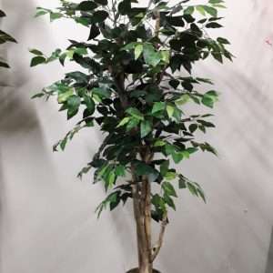 Arbol ficus c/tronco natural h140cm