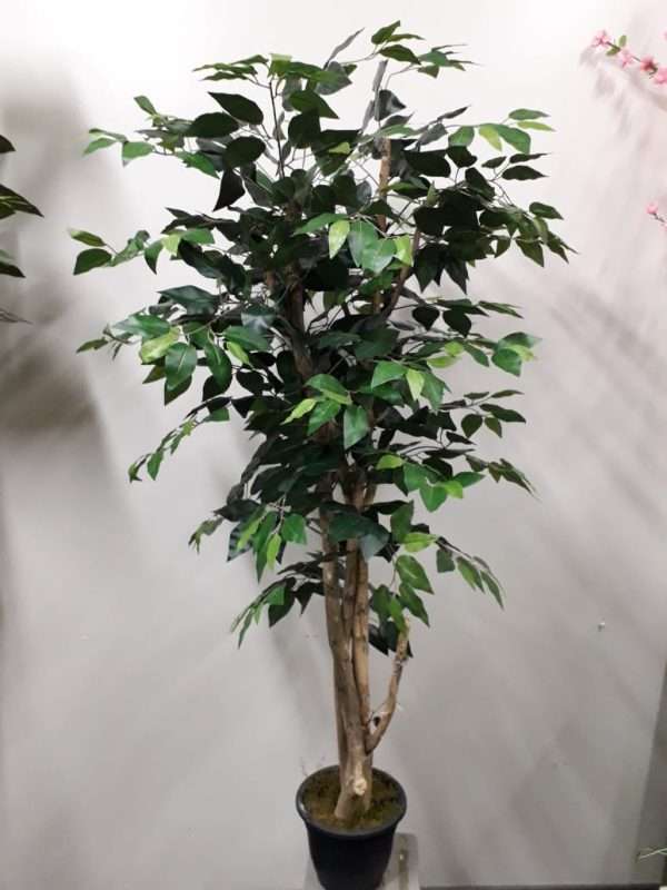 Arbol ficus c/tronco natural h140cm