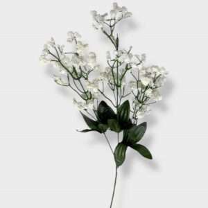Gypsophila vara x3 h60cm