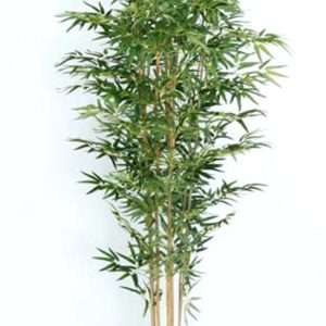 Bamboo arbol h210cm