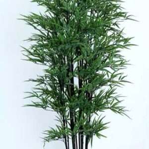 Bamboo black planta h180cm