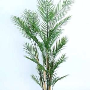 Palmera areca h180cm