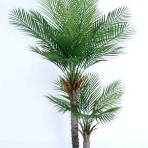 Palmera h190cm