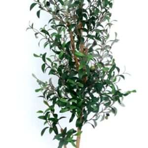 Arbol olivo h150cm