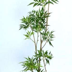 Arbol h180cm