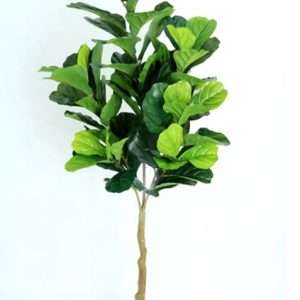 Ficus pandurata planta h150cm
