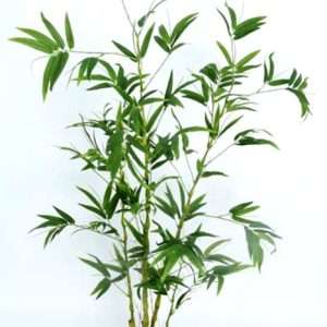 Bamboo planta h150cm